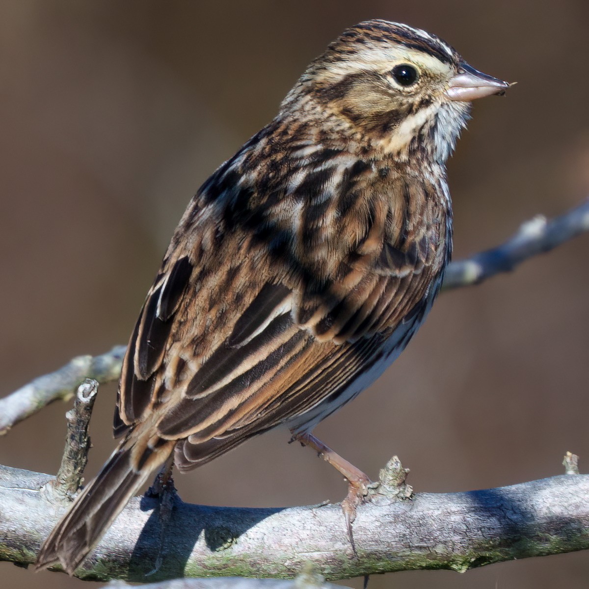 Grasammer - ML646817255