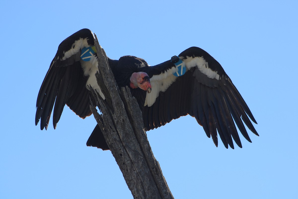 California Condor - ML646817256