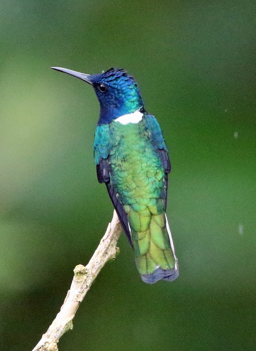 White-necked Jacobin - ML646817258