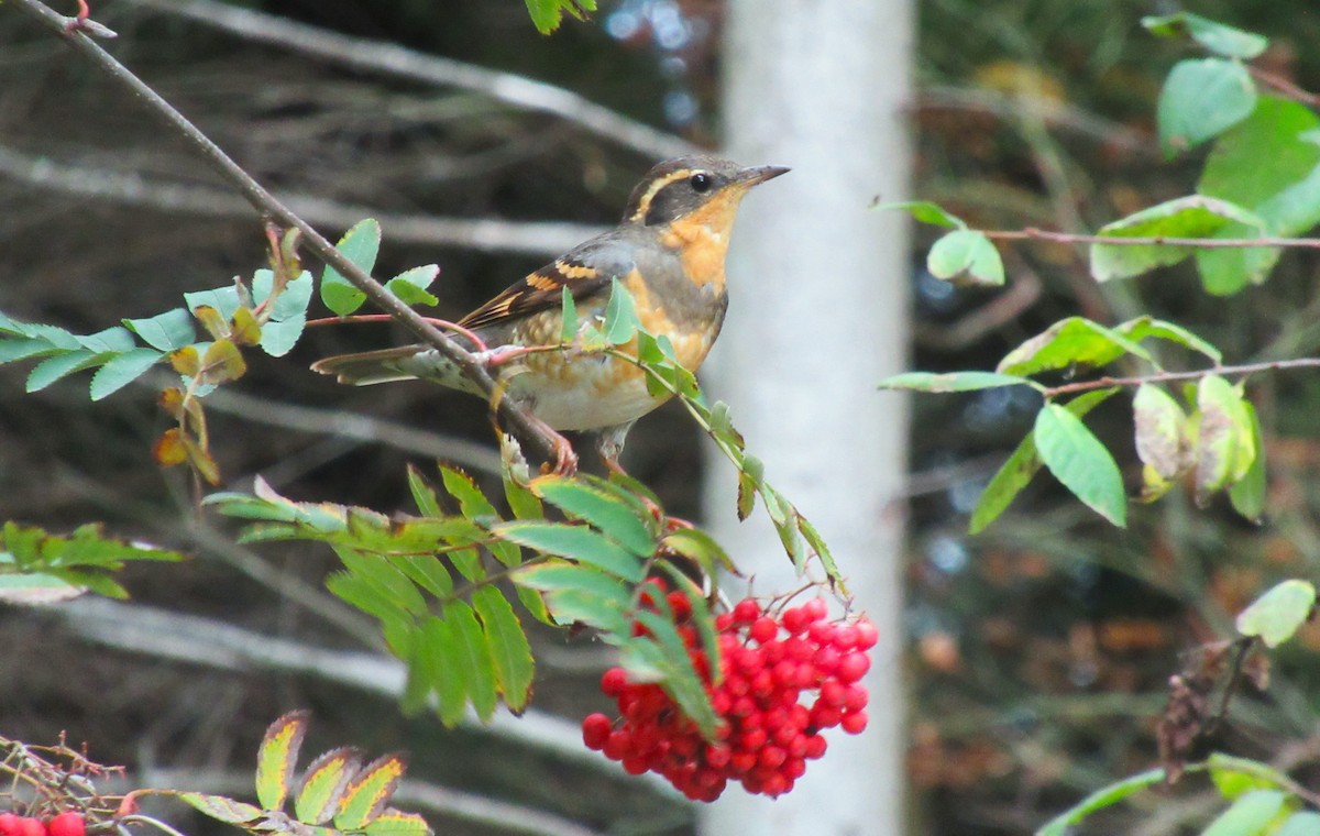 Varied Thrush - ML646817259
