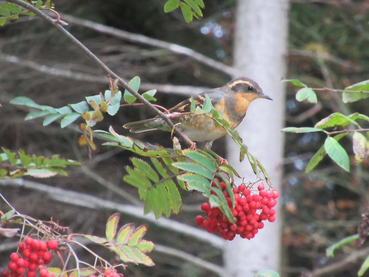 Varied Thrush - ML646817260