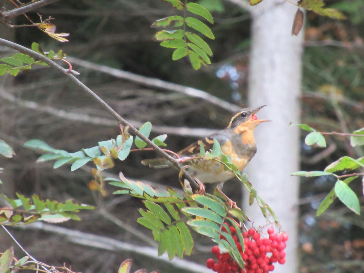 Varied Thrush - ML646817261