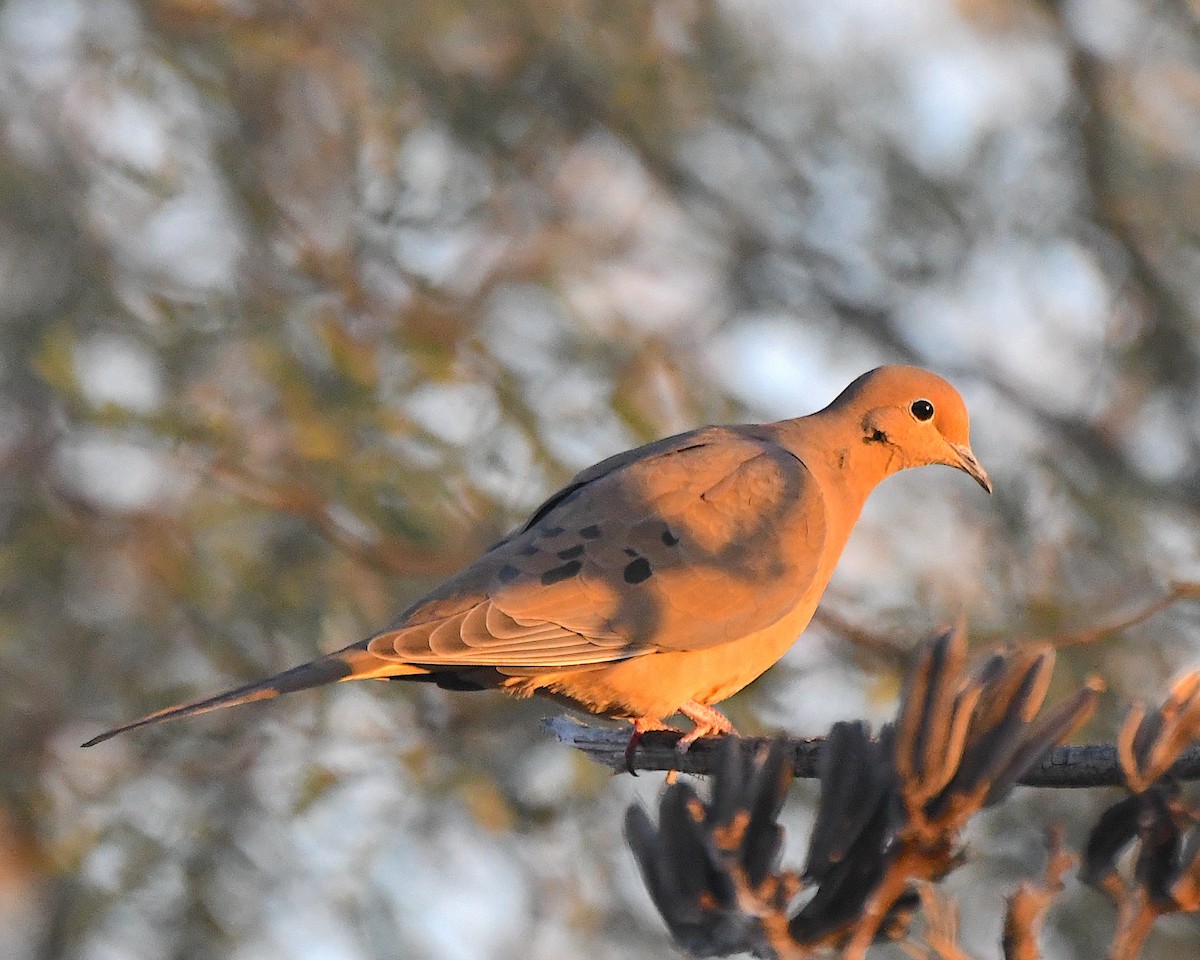 sørgedue - ML646817262