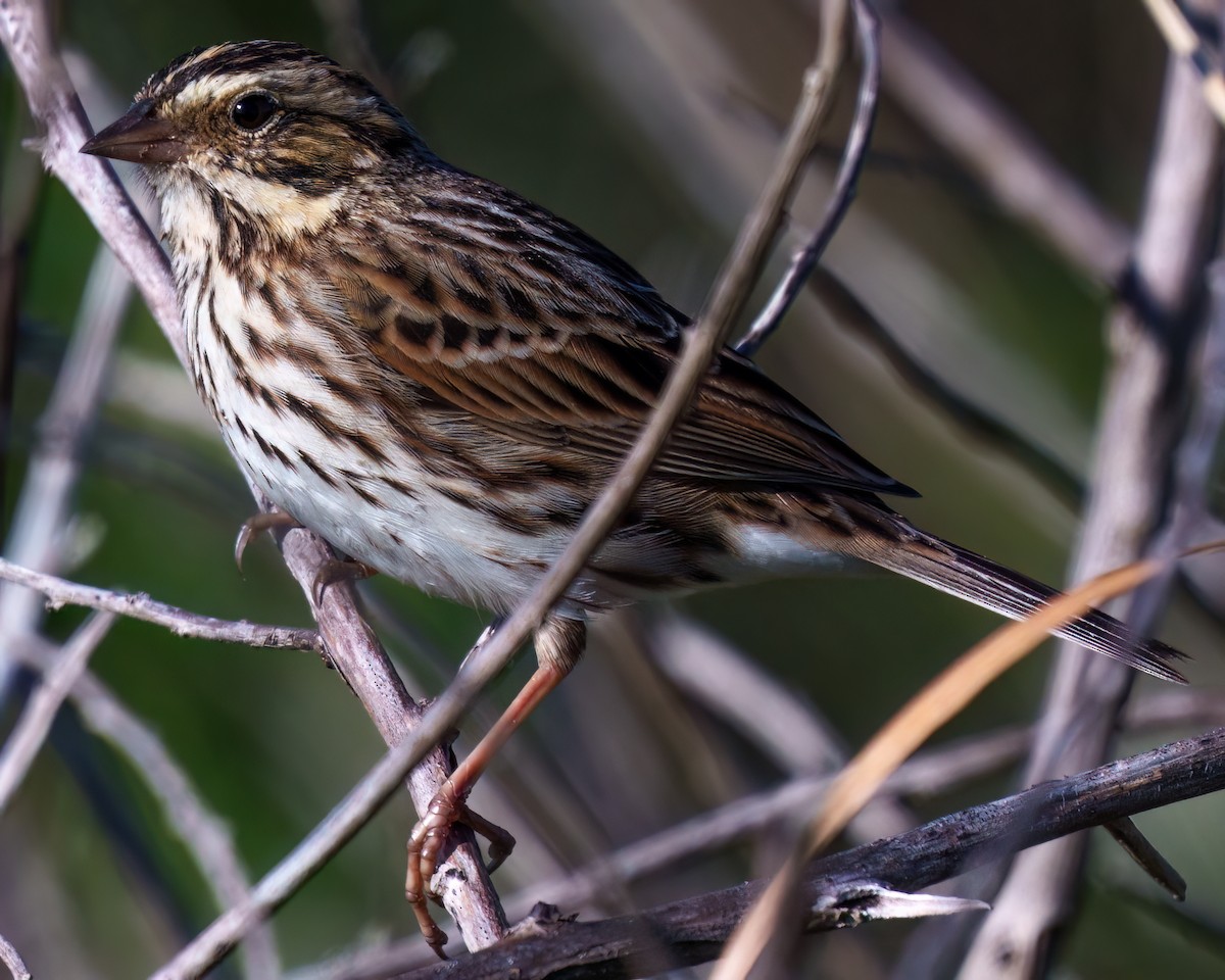 Grasammer - ML646817264