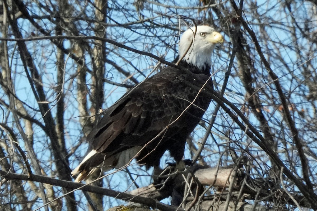 Bald Eagle - ML646817265