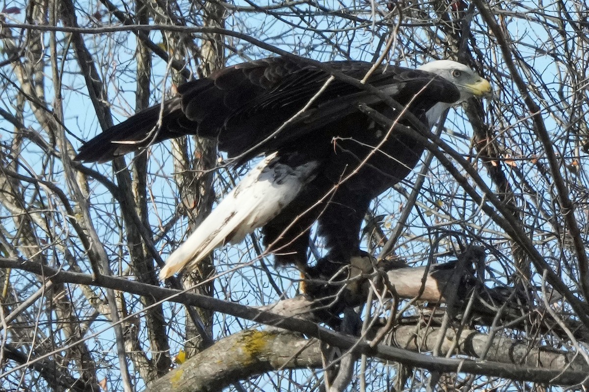 Bald Eagle - ML646817267