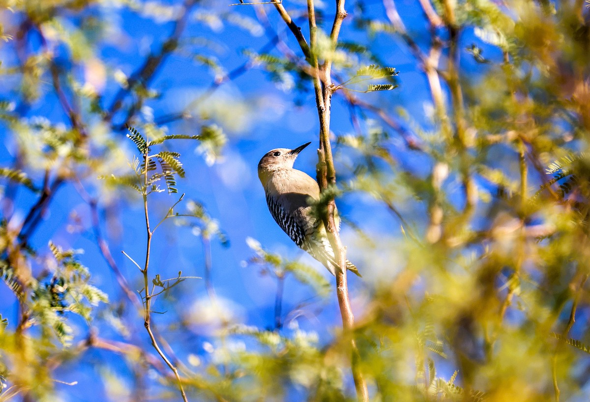 kaktusspett - ML646817268