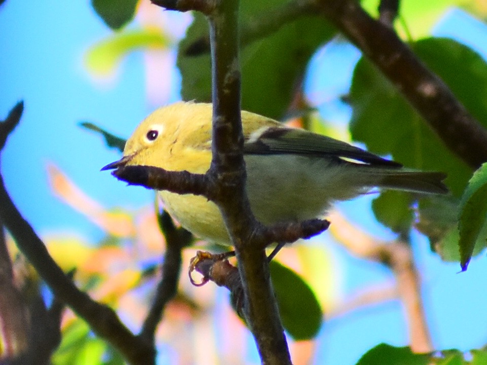 Ruby-crowned Kinglet - ML646817270