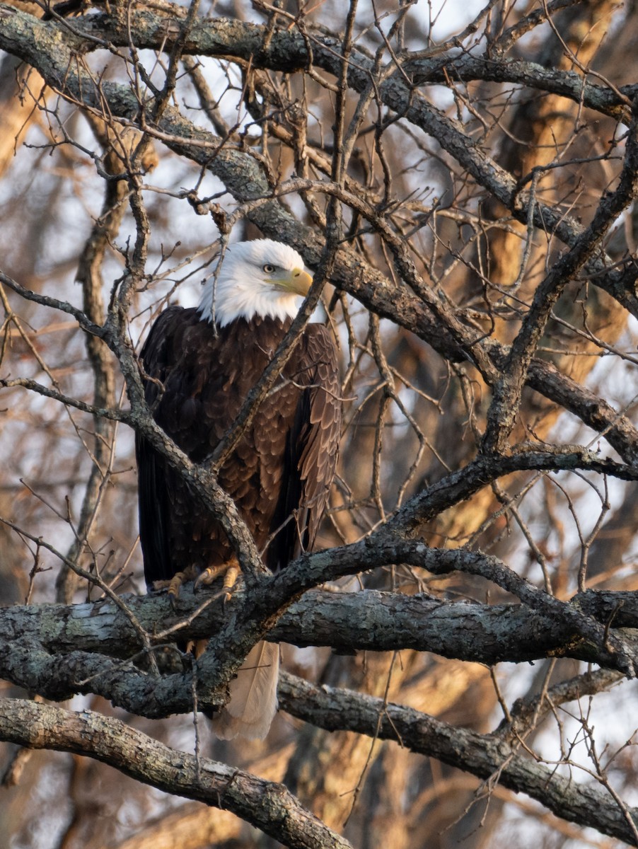 Bald Eagle - ML646817271