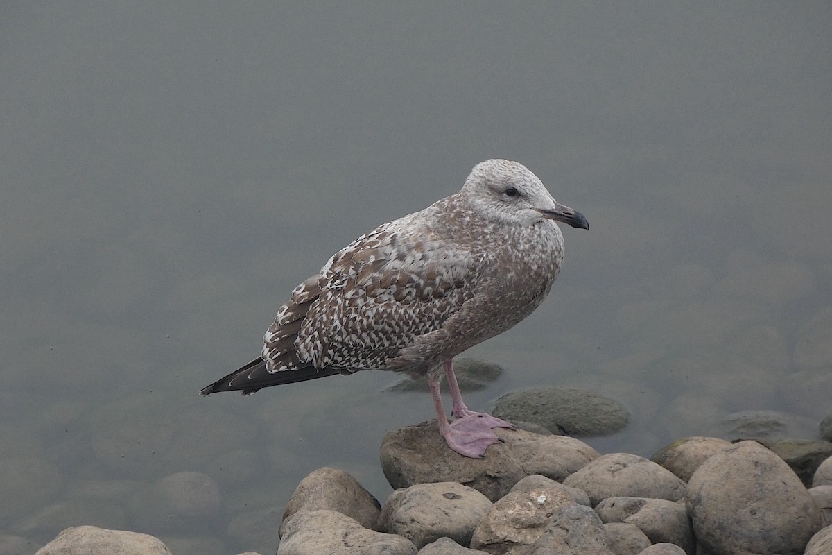 amerikagråmåke - ML646817272