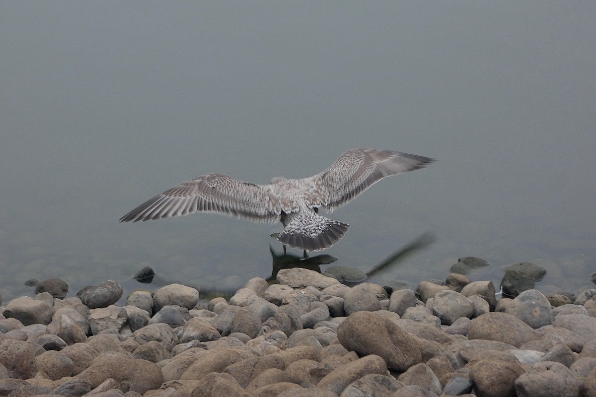 amerikagråmåke - ML646817273