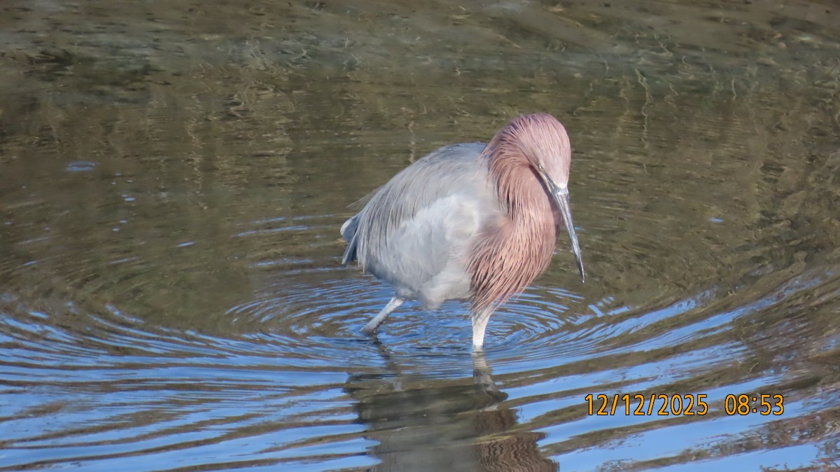 dansehegre - ML646817275