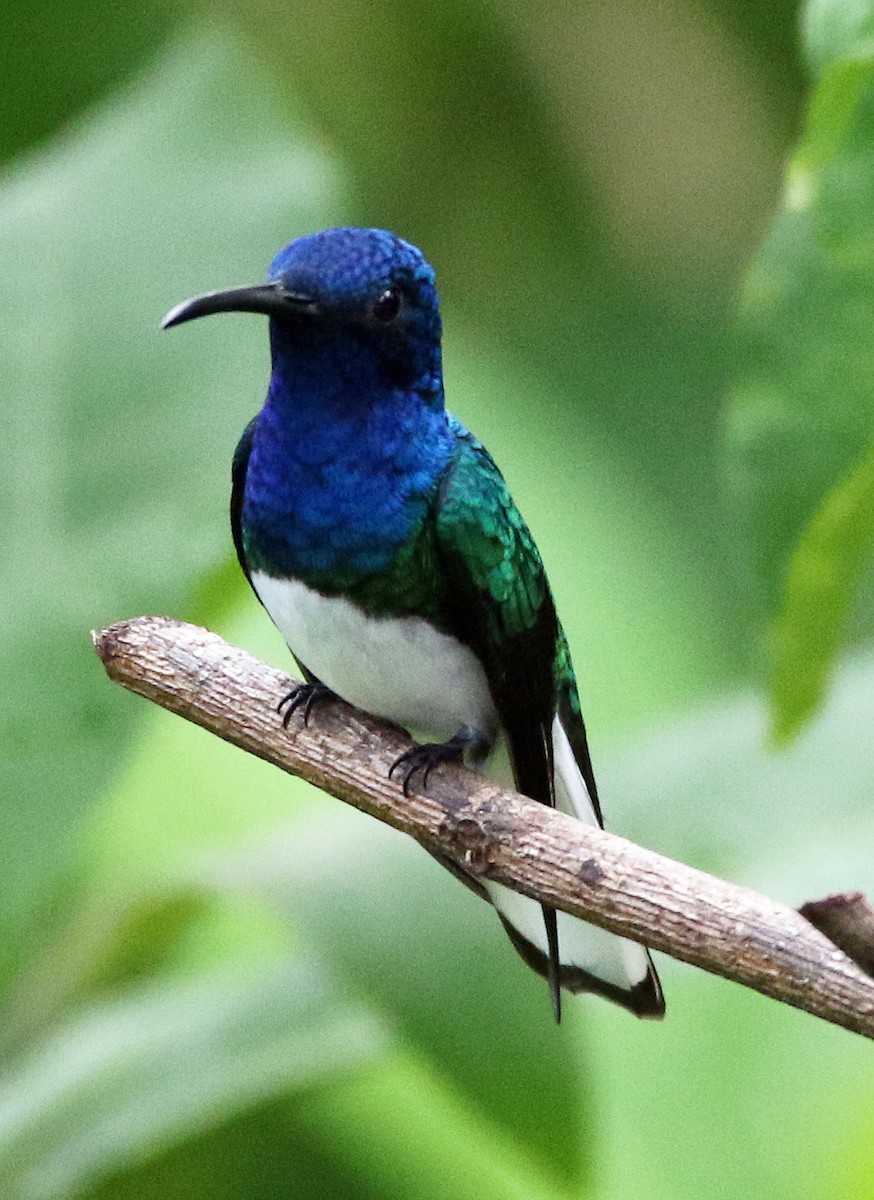 White-necked Jacobin - ML646817278