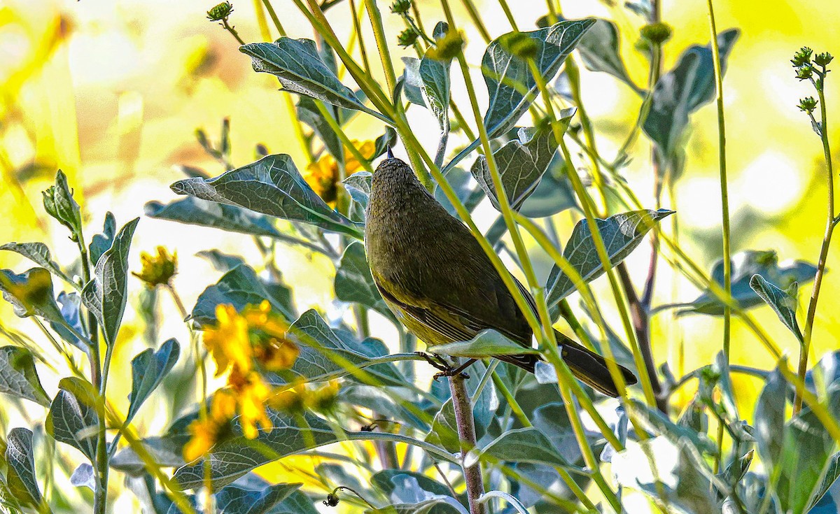 oransjekroneparula - ML646817283