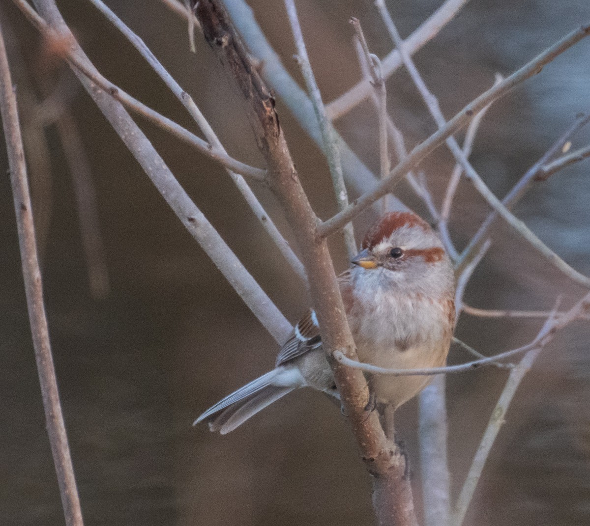 American Tree Sparrow - ML646817284