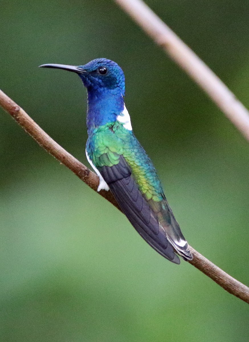 White-necked Jacobin - ML646817286