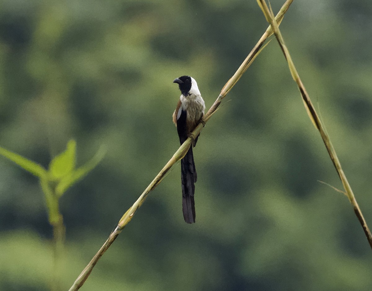 Collared Treepie - ML646817289