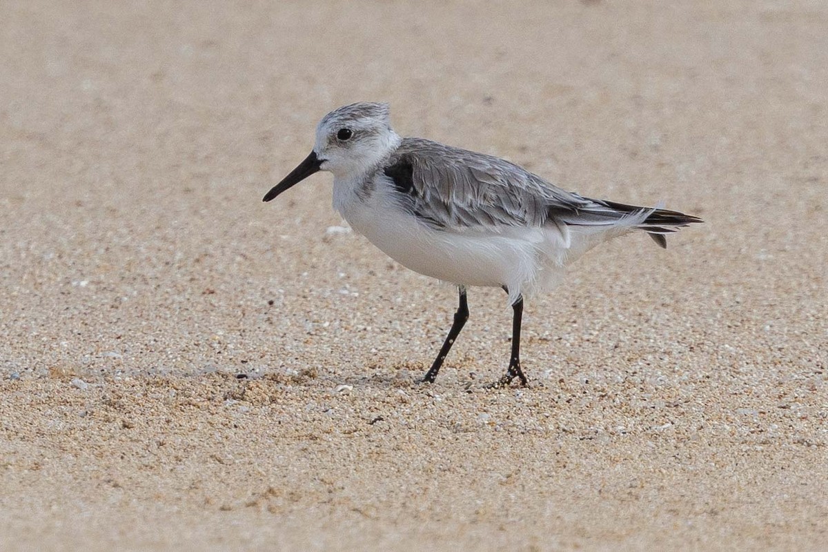 Sanderling - ML646817292