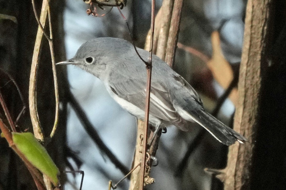 Blue-gray Gnatcatcher - ML646817294