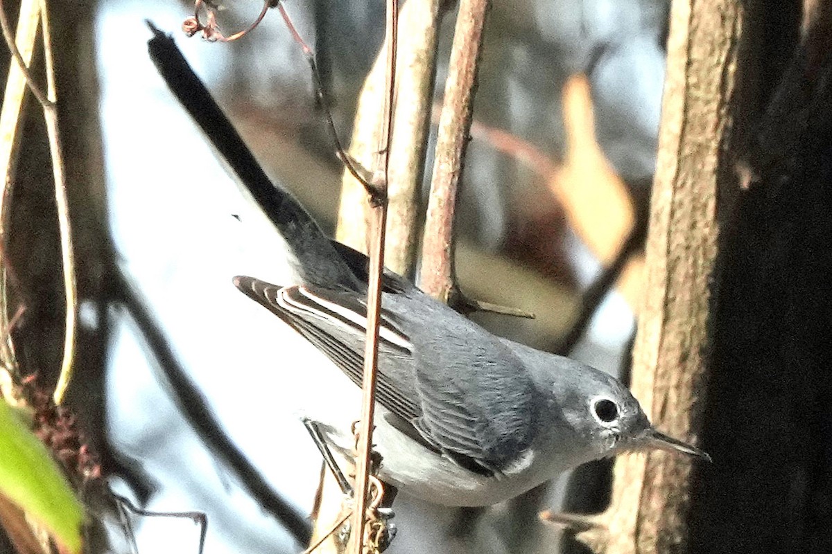 Blue-gray Gnatcatcher - ML646817295