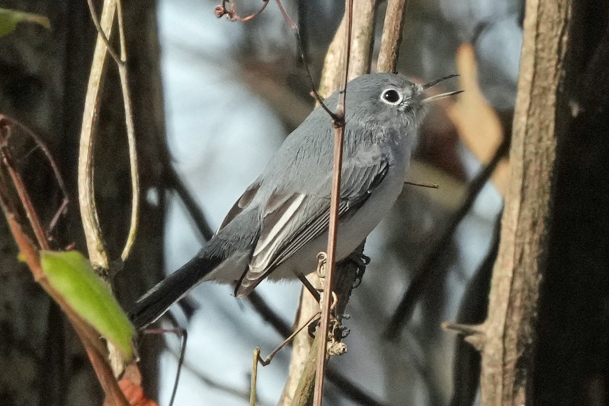Blue-gray Gnatcatcher - ML646817296