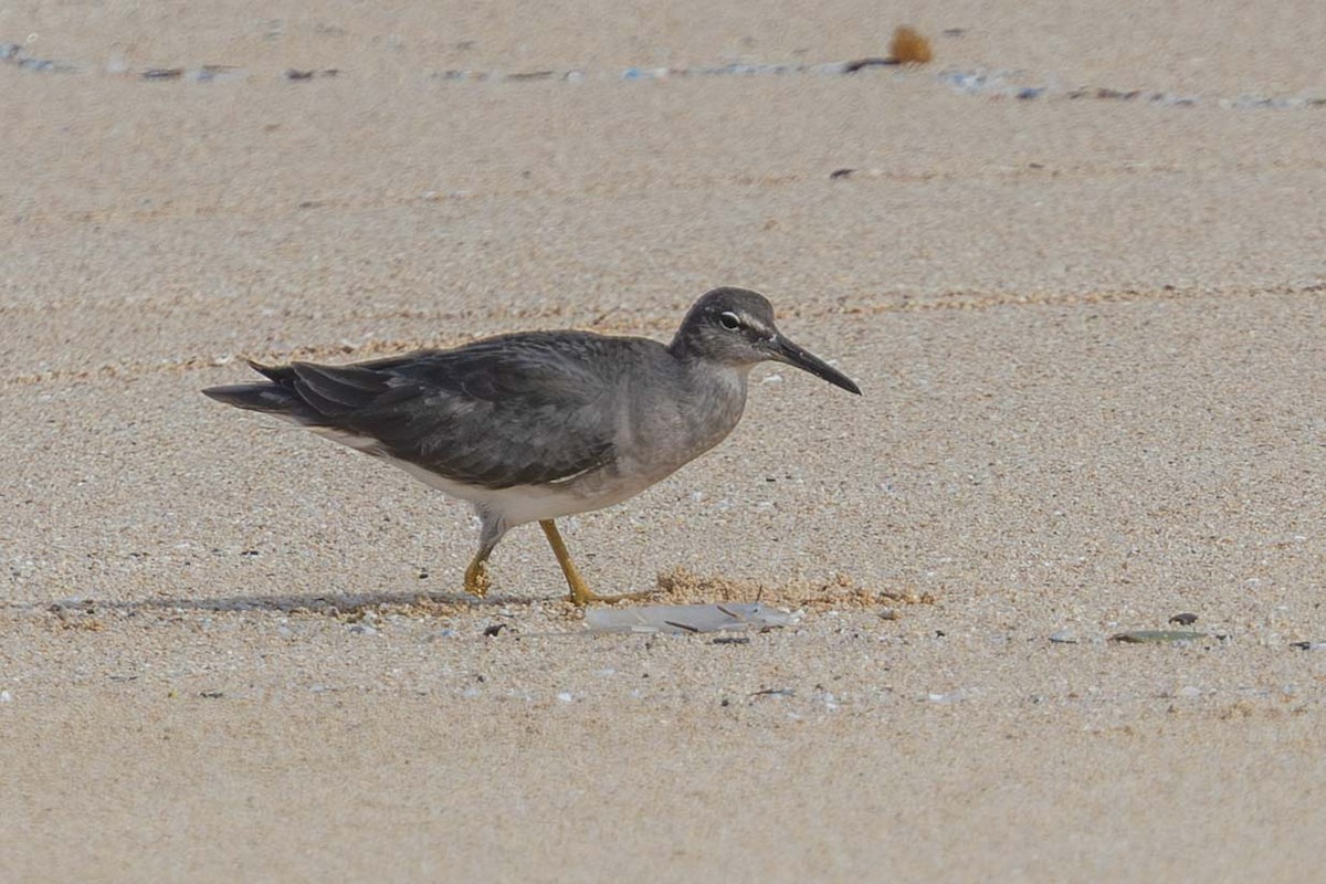 Wandering Tattler - ML646817297