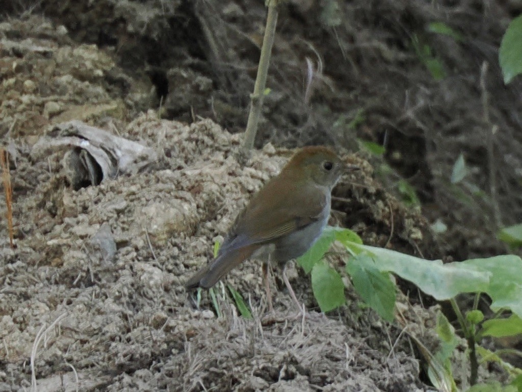 Ruddy-capped Nightingale-Thrush - ML646817304