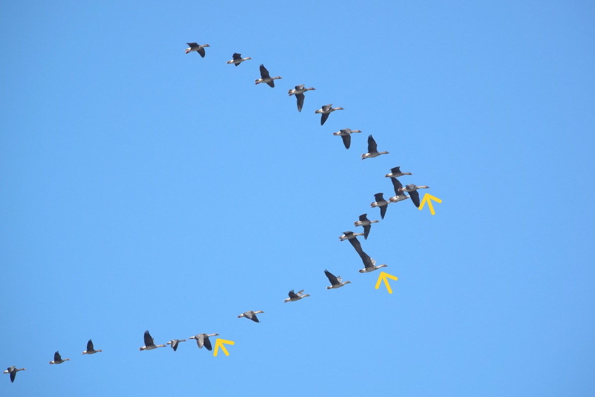 Taiga Bean-Goose - ML646817306