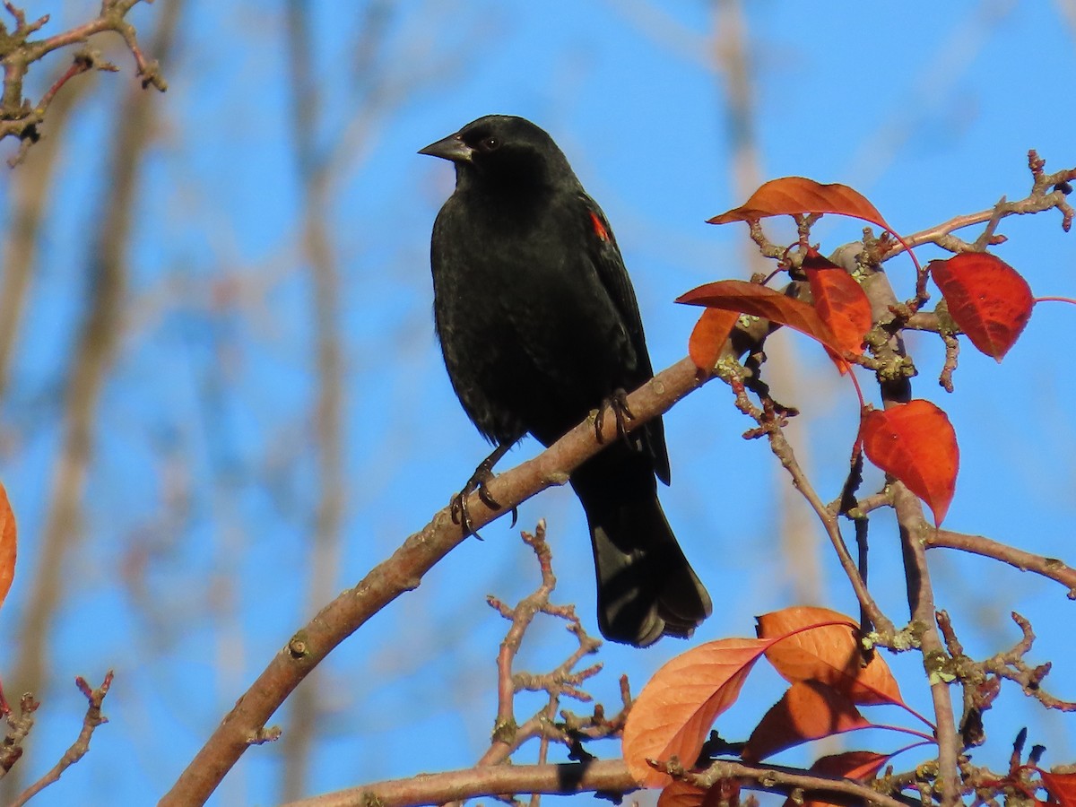 Red-winged Blackbird - ML646817320