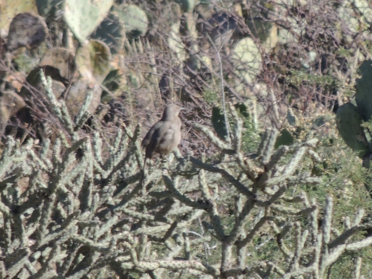 マルハシツグミモドキ - ML646817322