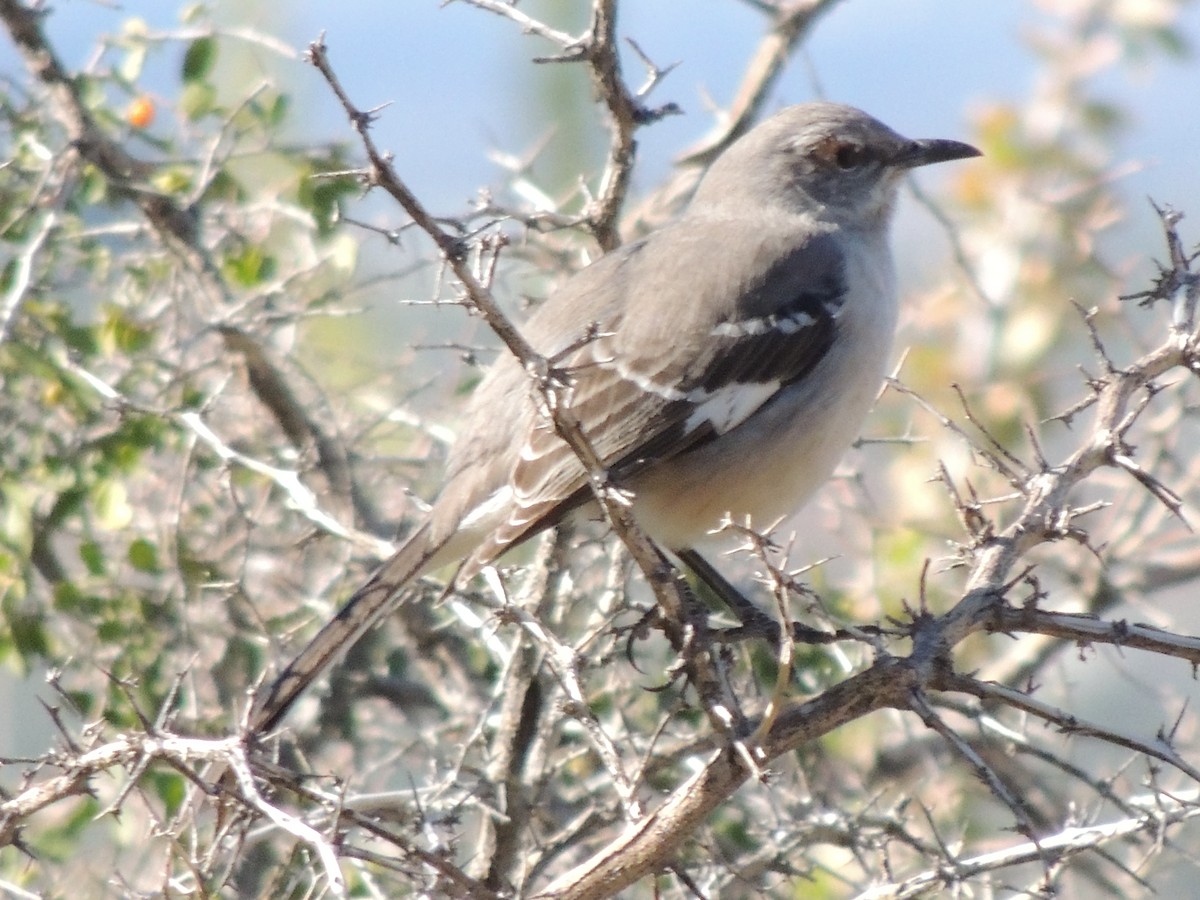 Sinsonte Norteño - ML646817324