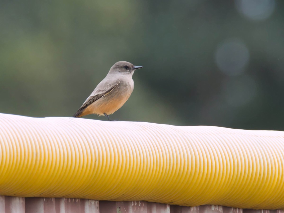 brunfibi - ML646817325