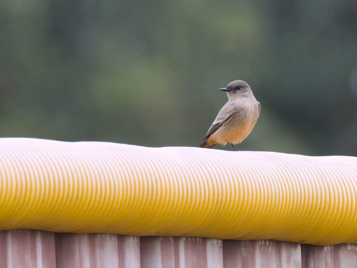 brunfibi - ML646817326