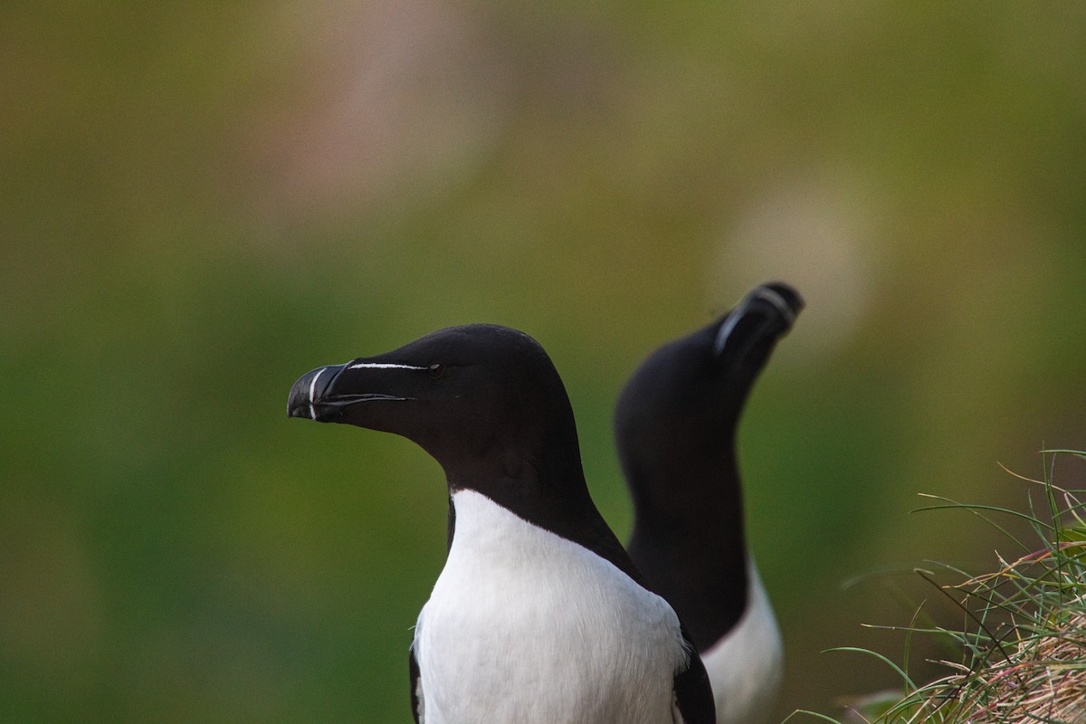 オオハシウミガラス - ML646817327