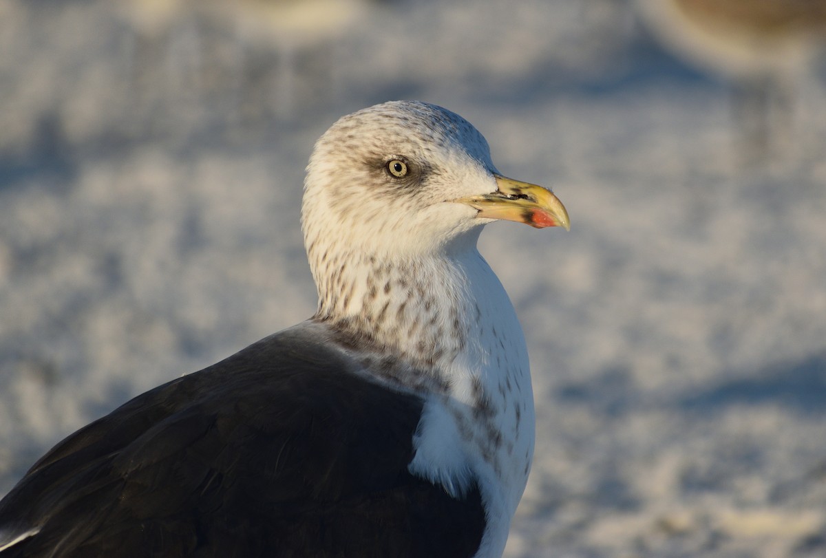 Heringsmöwe - ML646817328