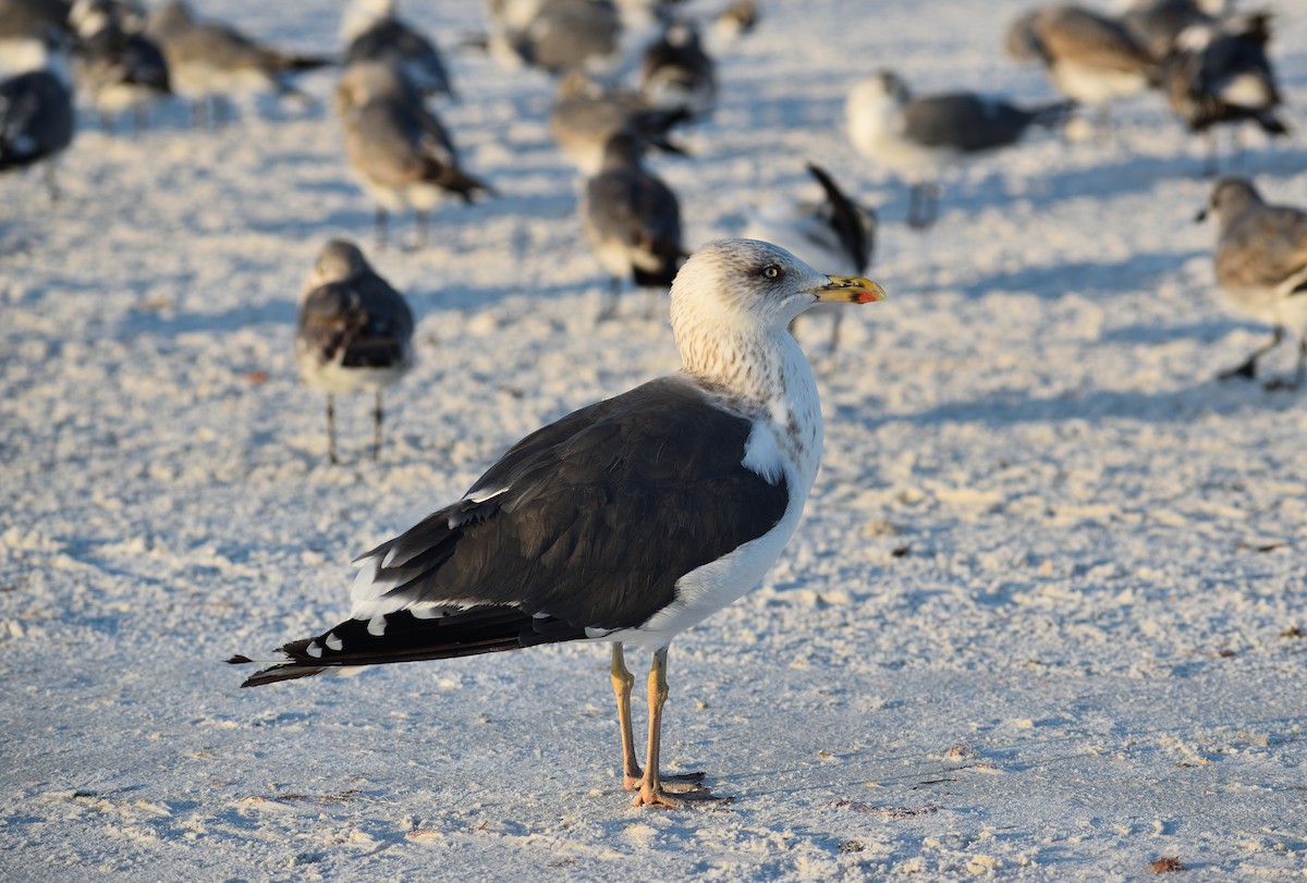 Heringsmöwe - ML646817329