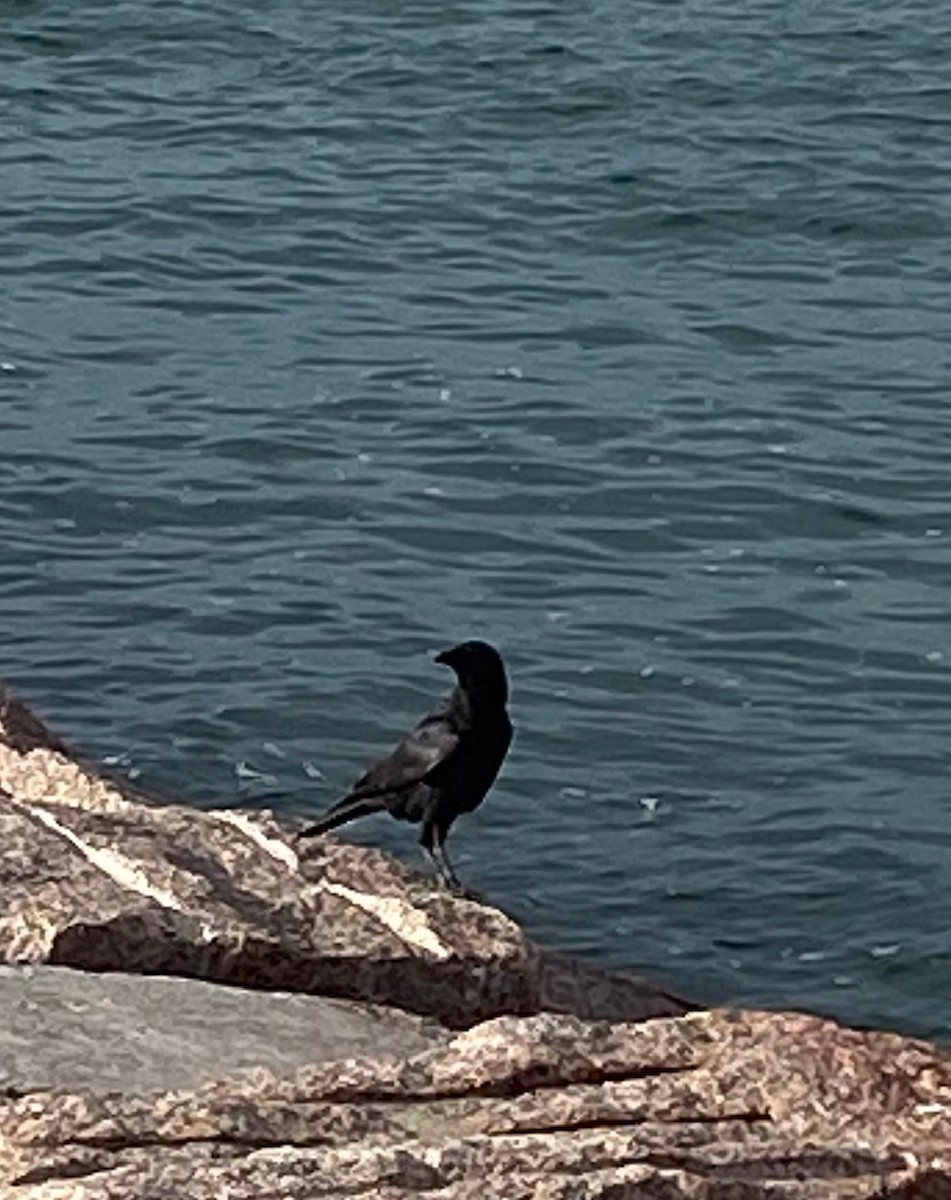 crow sp. - ML646817330