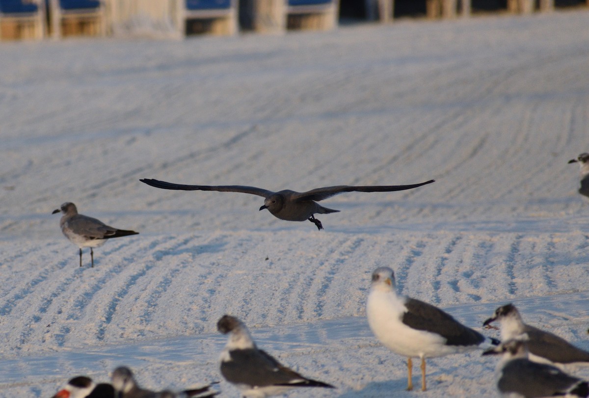 Kül Rengi Martı - ML646817331