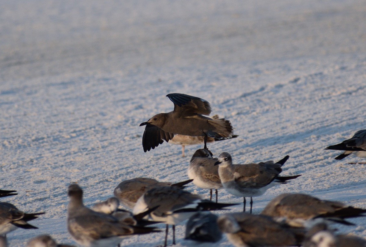 Kül Rengi Martı - ML646817332