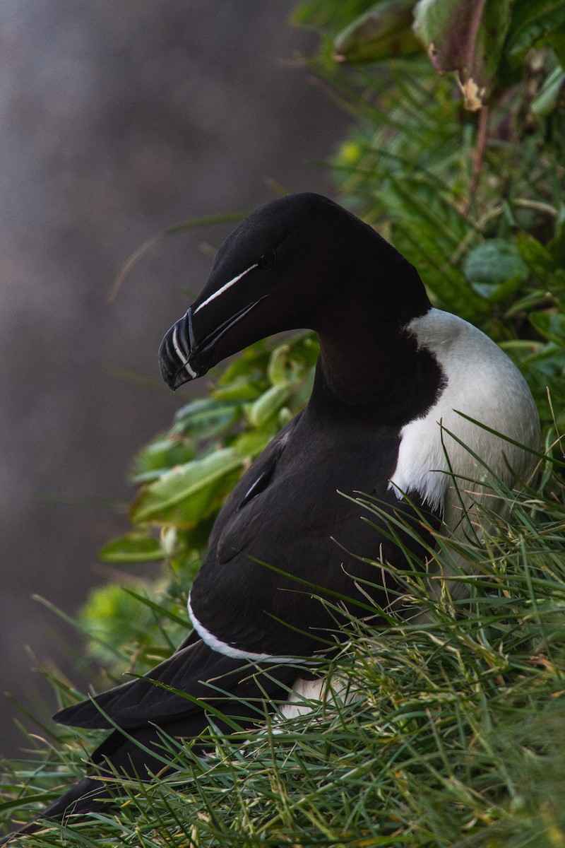 オオハシウミガラス - ML646817333