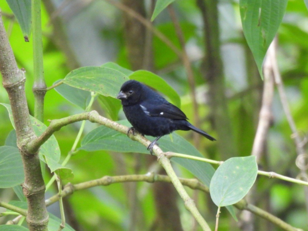 Variable Seedeater - ML646817335