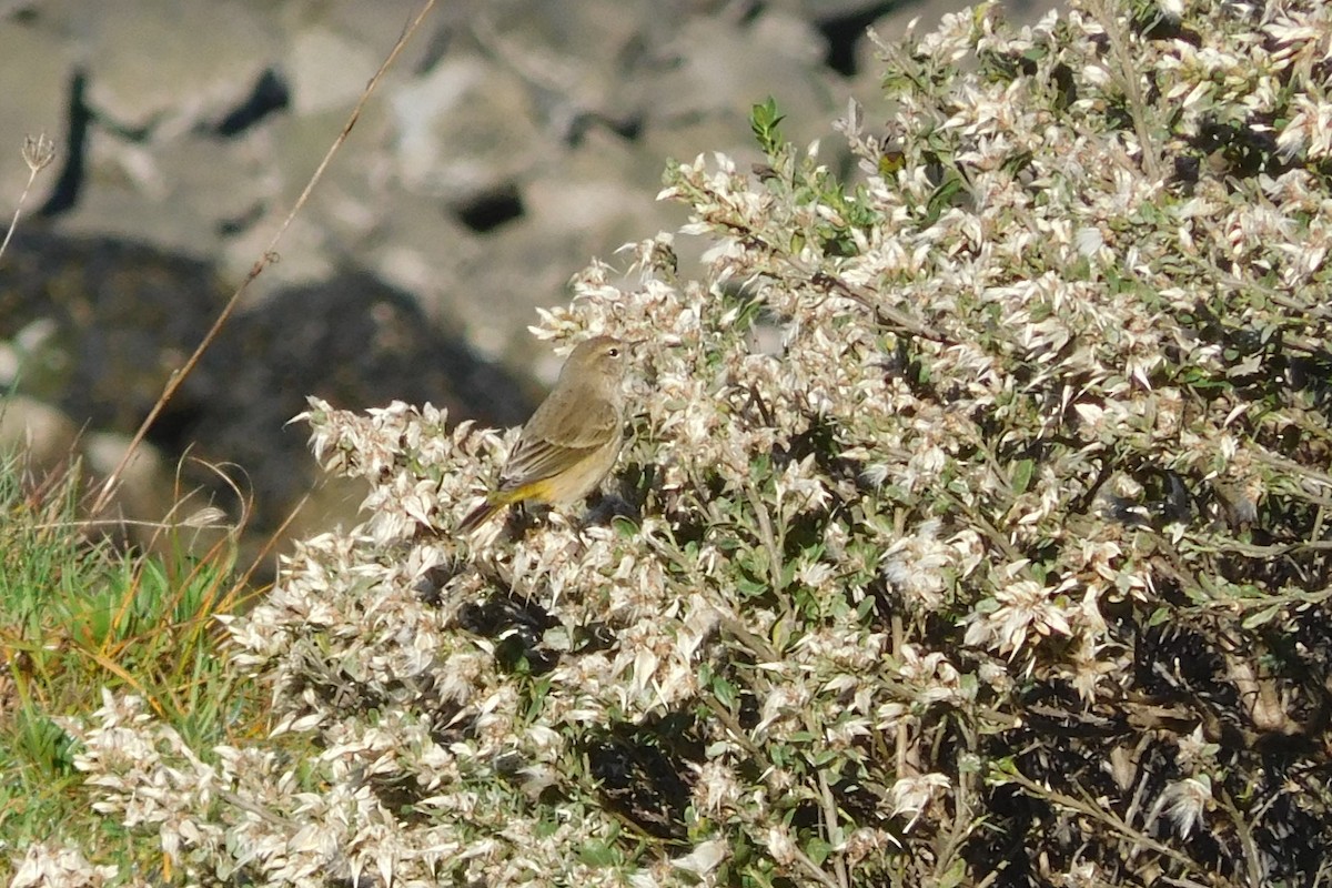 Palm Warbler - ML646817336