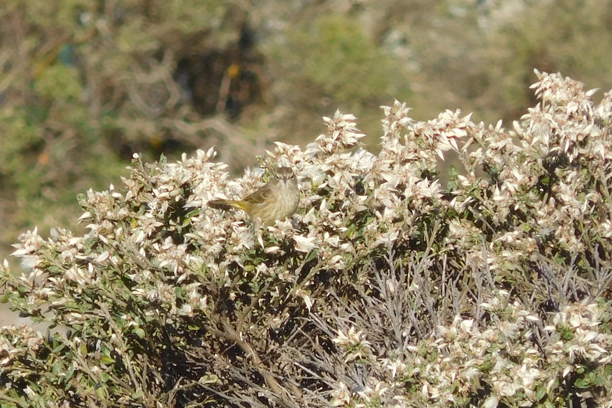 Palm Warbler - ML646817338