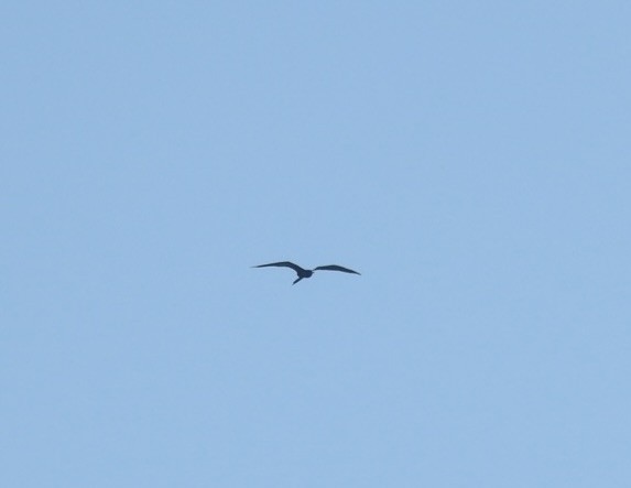 Magnificent Frigatebird - ML646817339