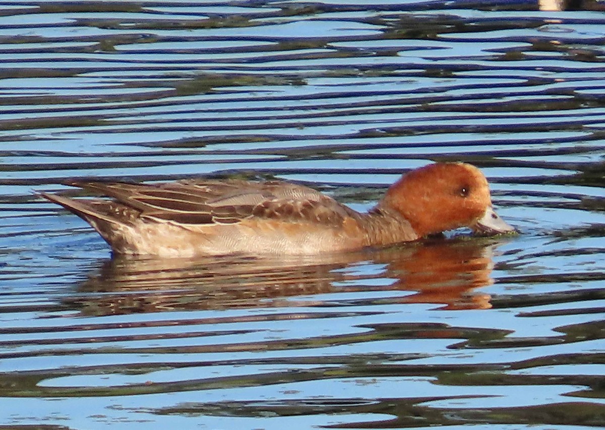 Eurasian Wigeon - ML646817340