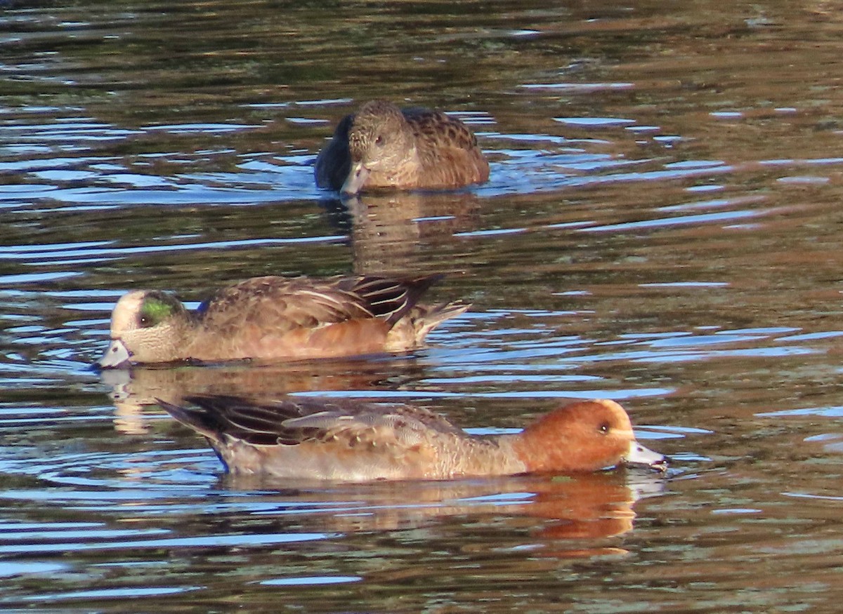 Eurasian Wigeon - ML646817341