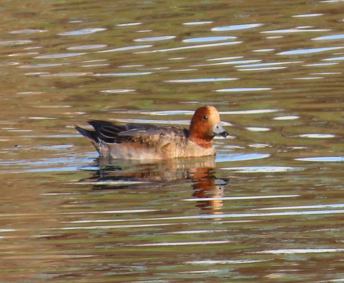 Eurasian Wigeon - ML646817342