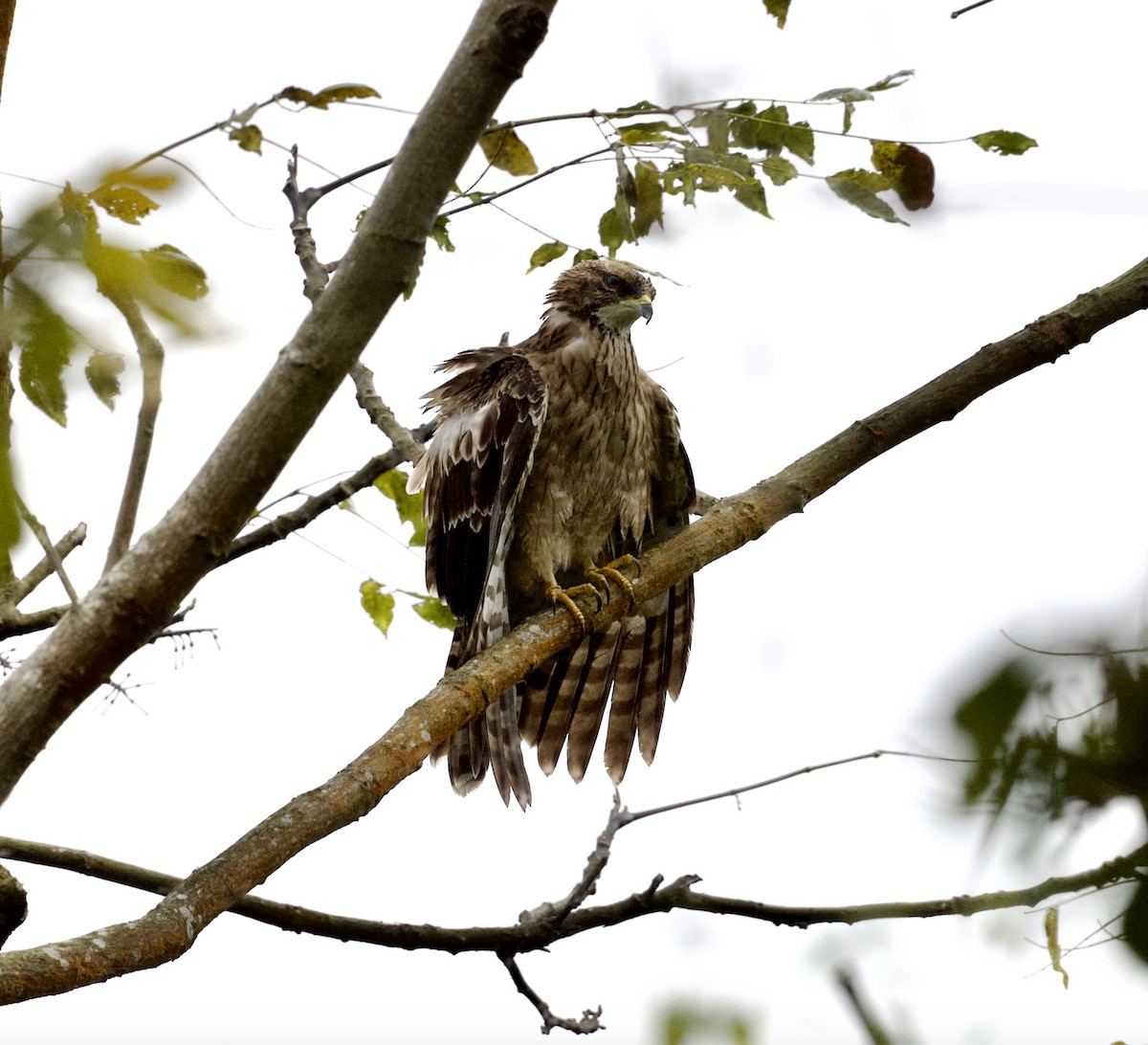 東方蜂鷹 - ML646817343