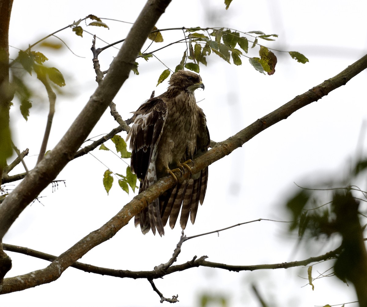 東方蜂鷹 - ML646817344