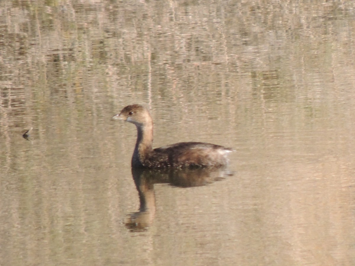 Zampullín Picogrueso - ML646817345